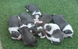 American Staffordshire-Terrier perros en venta: Pedigree American Staffordshire terrier  - Imagen 4
