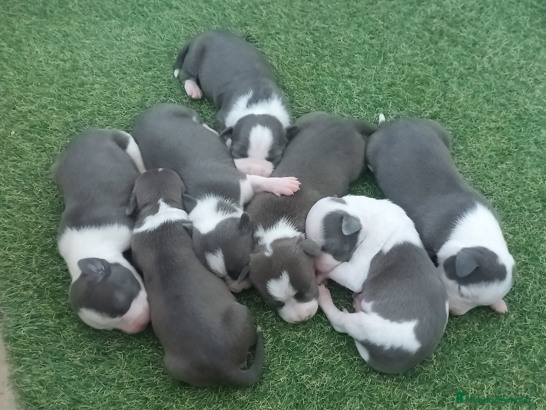 American Staffordshire-Terrier perros en venta: Pedigree American Staffordshire terrier  - Imagen 4