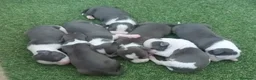 American Staffordshire-Terrier perros en venta: Pedigree American Staffordshire terrier  - Anuncio 5