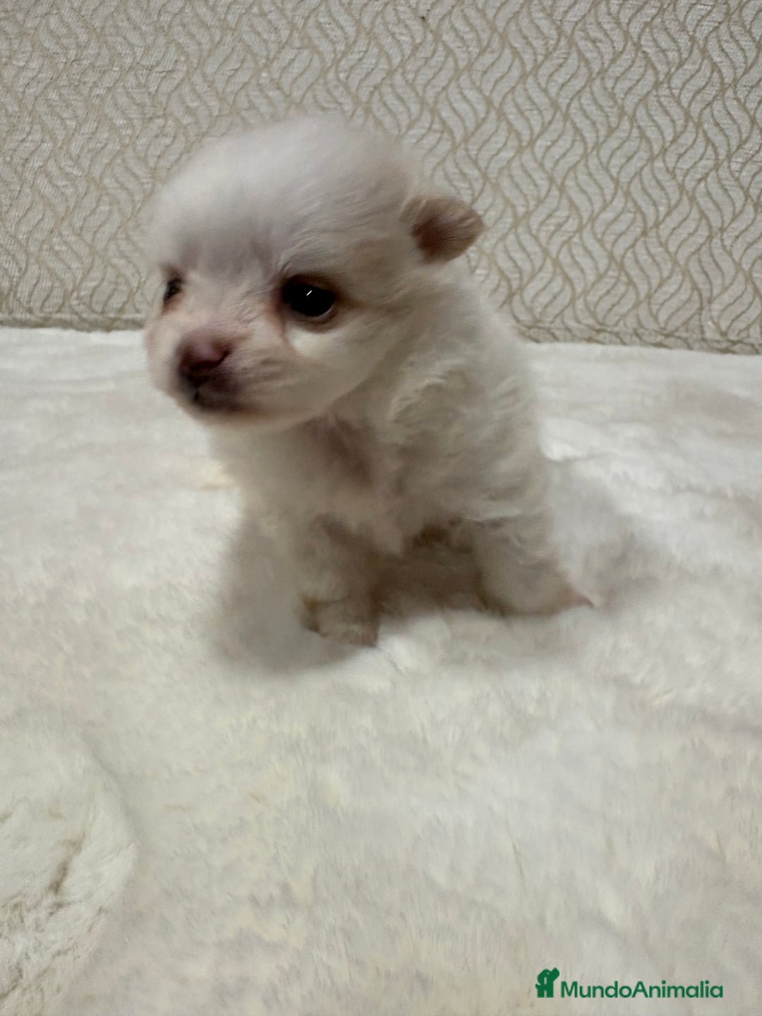 Pomerania perros en venta: Lulu Pomerania Toy hembra naranja blanca  - Anuncio 28