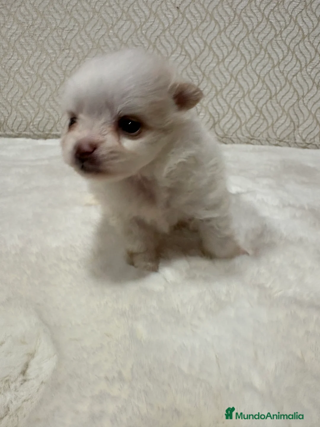 Pomerania perros en venta: Lulu Pomerania Toy hembra naranja blanca  - Anuncio 28