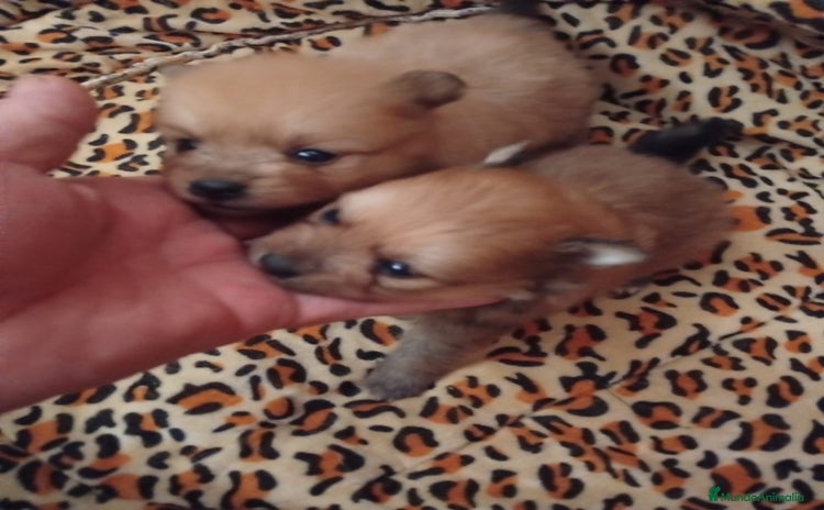 Pomerania perros - Propaganda 6