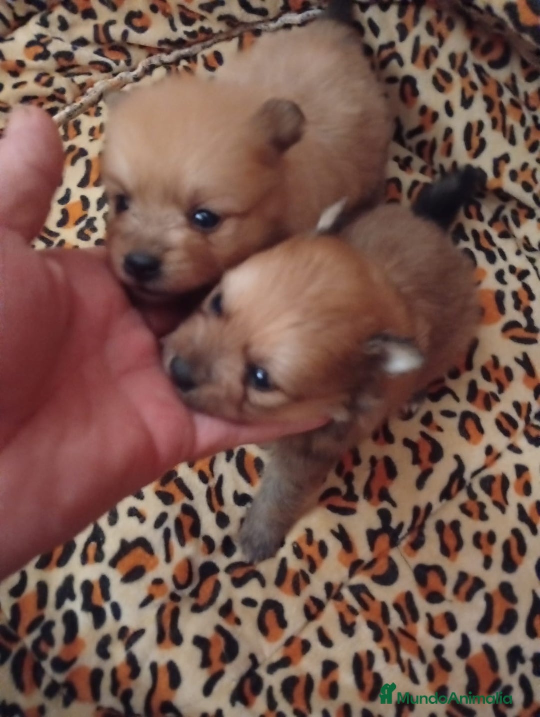 Pomerania perros en venta: POMERANIAS MINIS CALIDAD Y SELECCIÓN  - Imagen 1