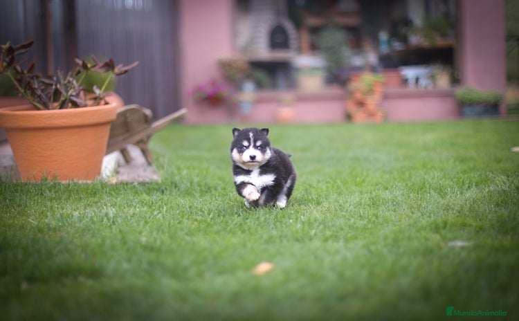 Pomsky perros - Anuncio 15