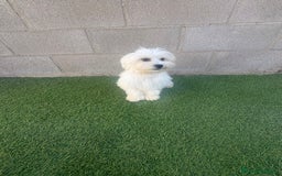 Bichón Maltés perros en venta: Bichon maltes - Imagen 12