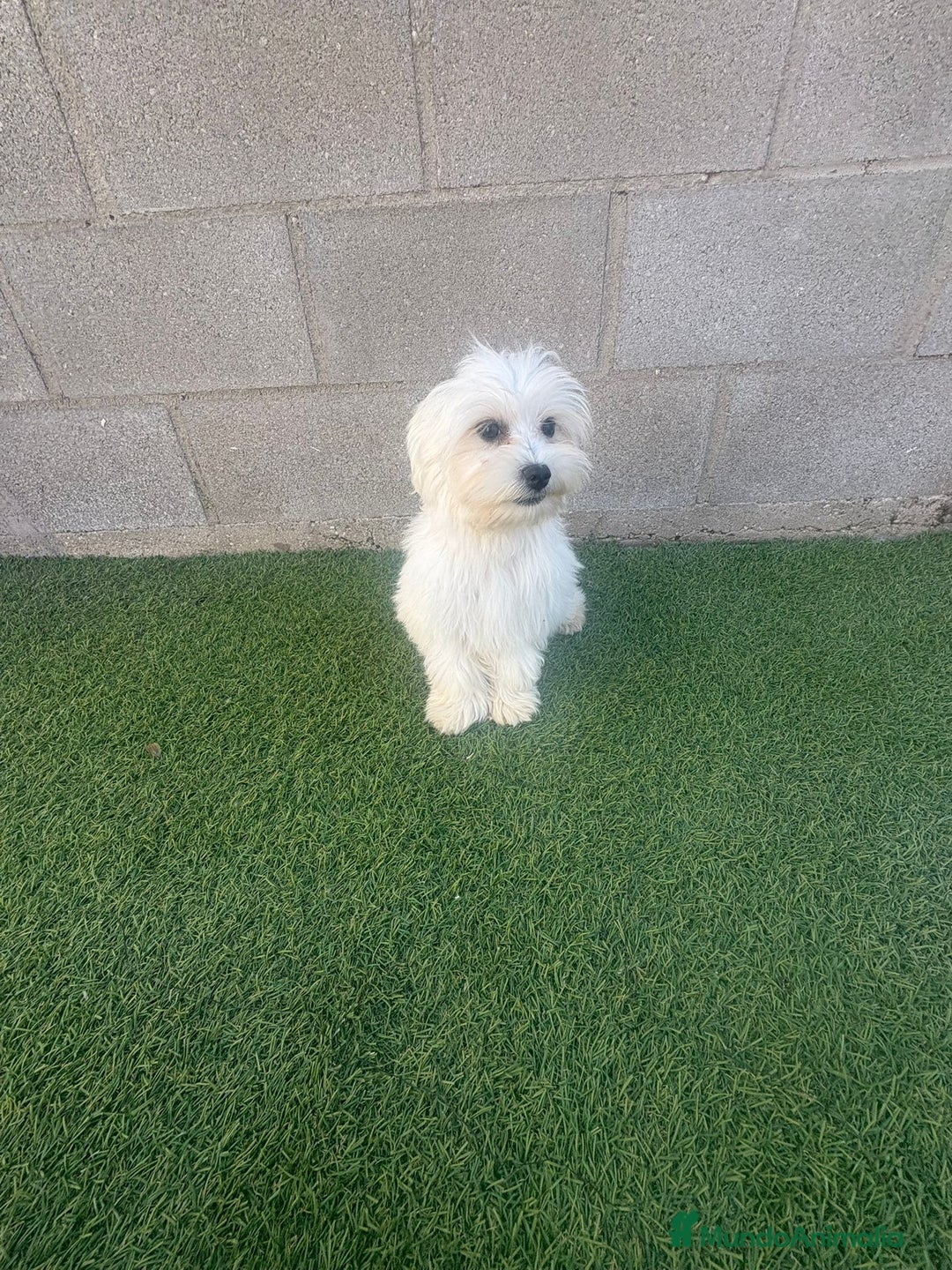 Bichón Maltés perros en venta: Bichon maltes - Imagen 12