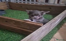 Chihuahua perros en venta: Chihuahua MICRO TOY Lilac Pelo Largo - Imagen 3