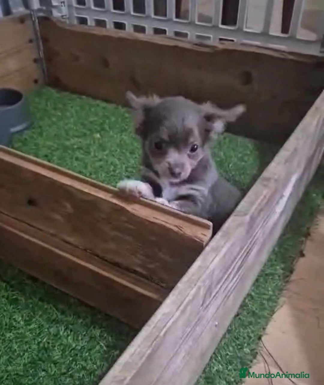 Chihuahua perros en venta: Chihuahua MICRO TOY Lilac Pelo Largo - Imagen 3