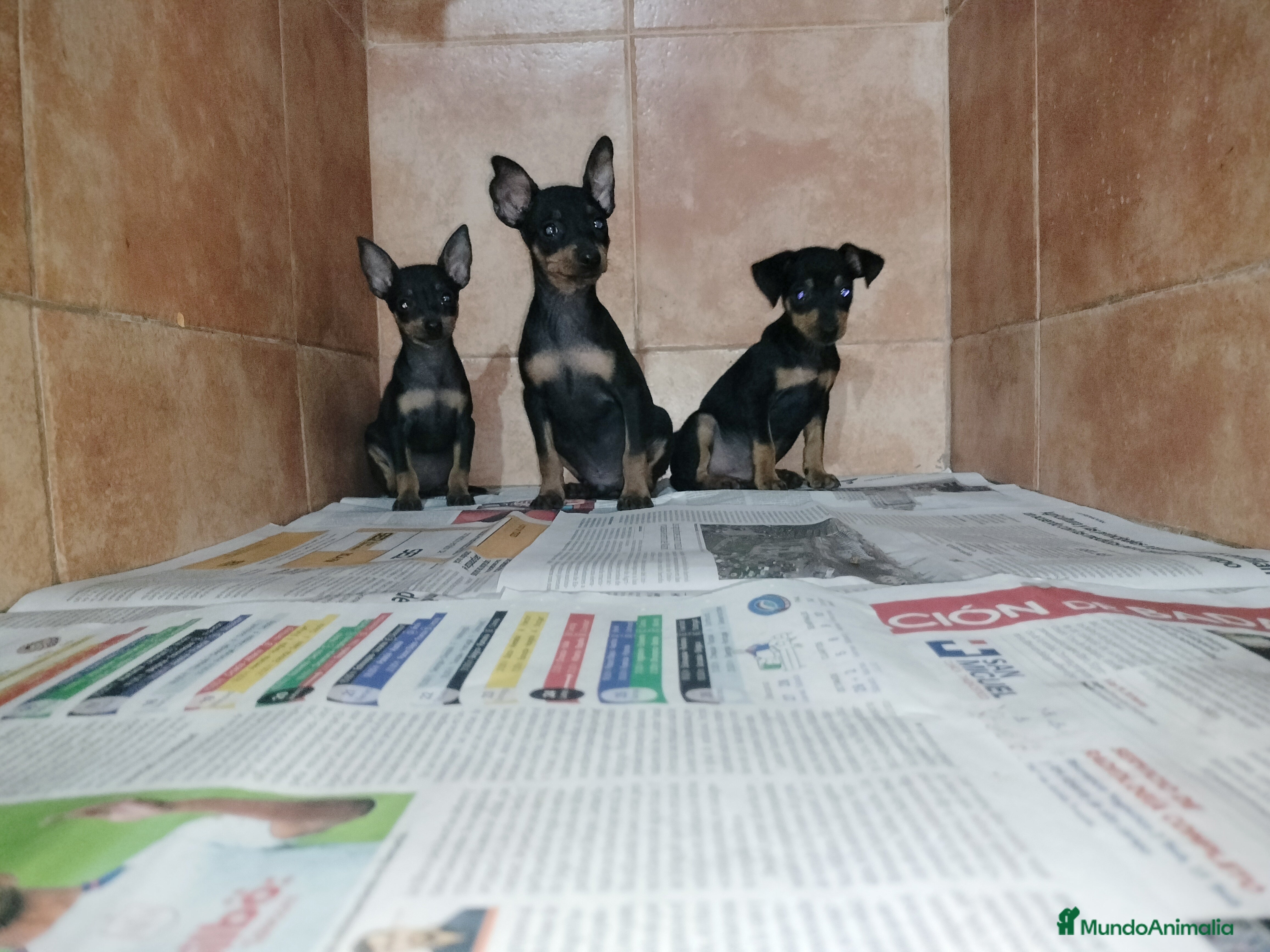 Pinscher Miniatura perros pincher miniatura en Badajoz - Anuncio 31