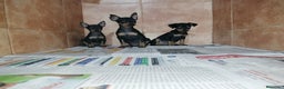 Pinscher Miniatura perros en venta: pincher miniatura en Badajoz - Anuncio 1