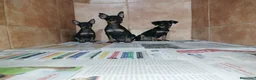 Pinscher Miniatura perros en venta: pincher miniatura en Badajoz - Anuncio 1