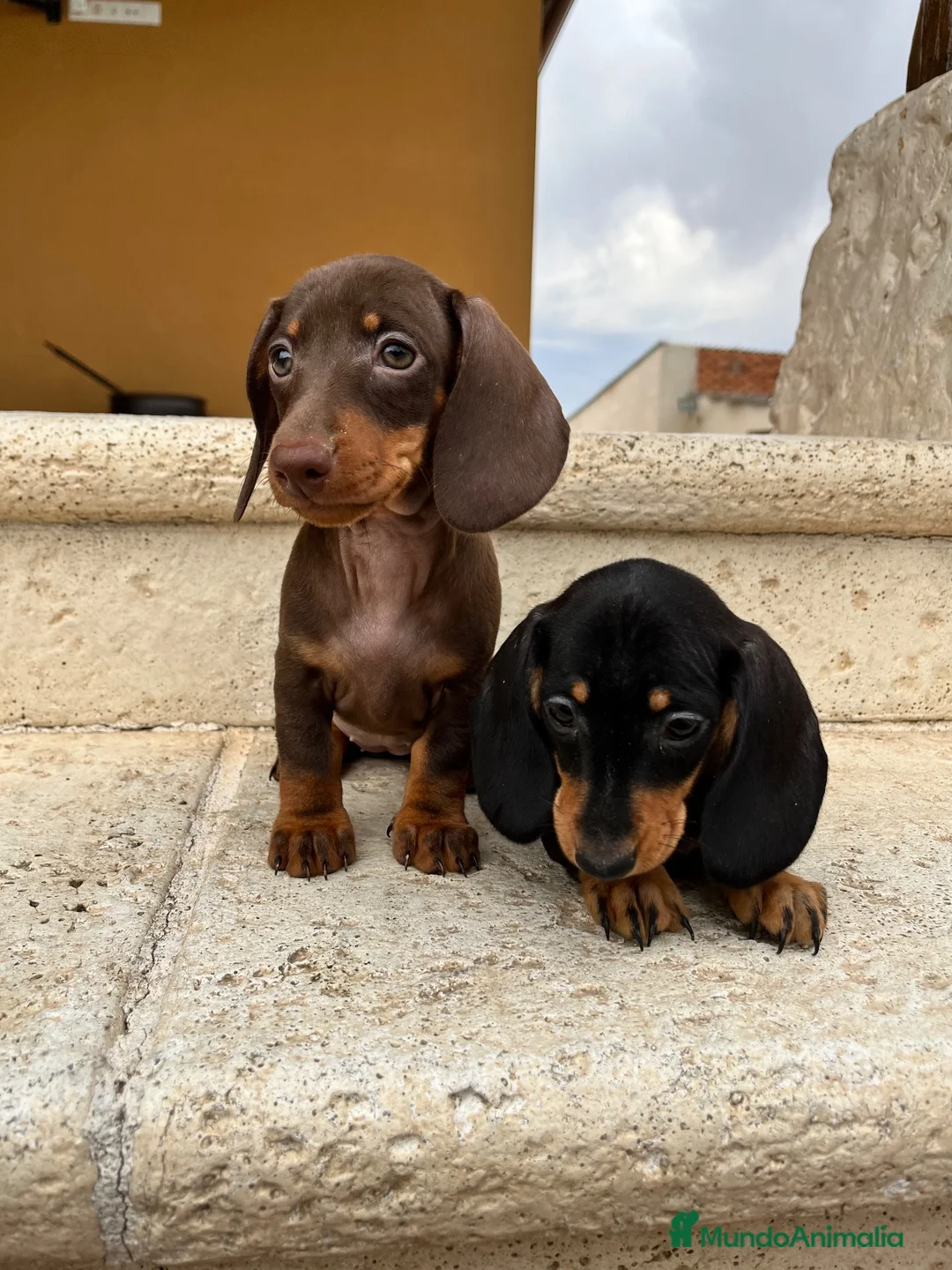 Teckel perros en venta: Teckel  - Anuncio 2