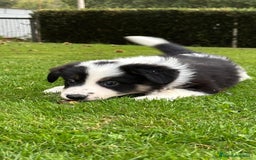 Border Collie perros en venta: Border collie tricolor  - Imagen 2