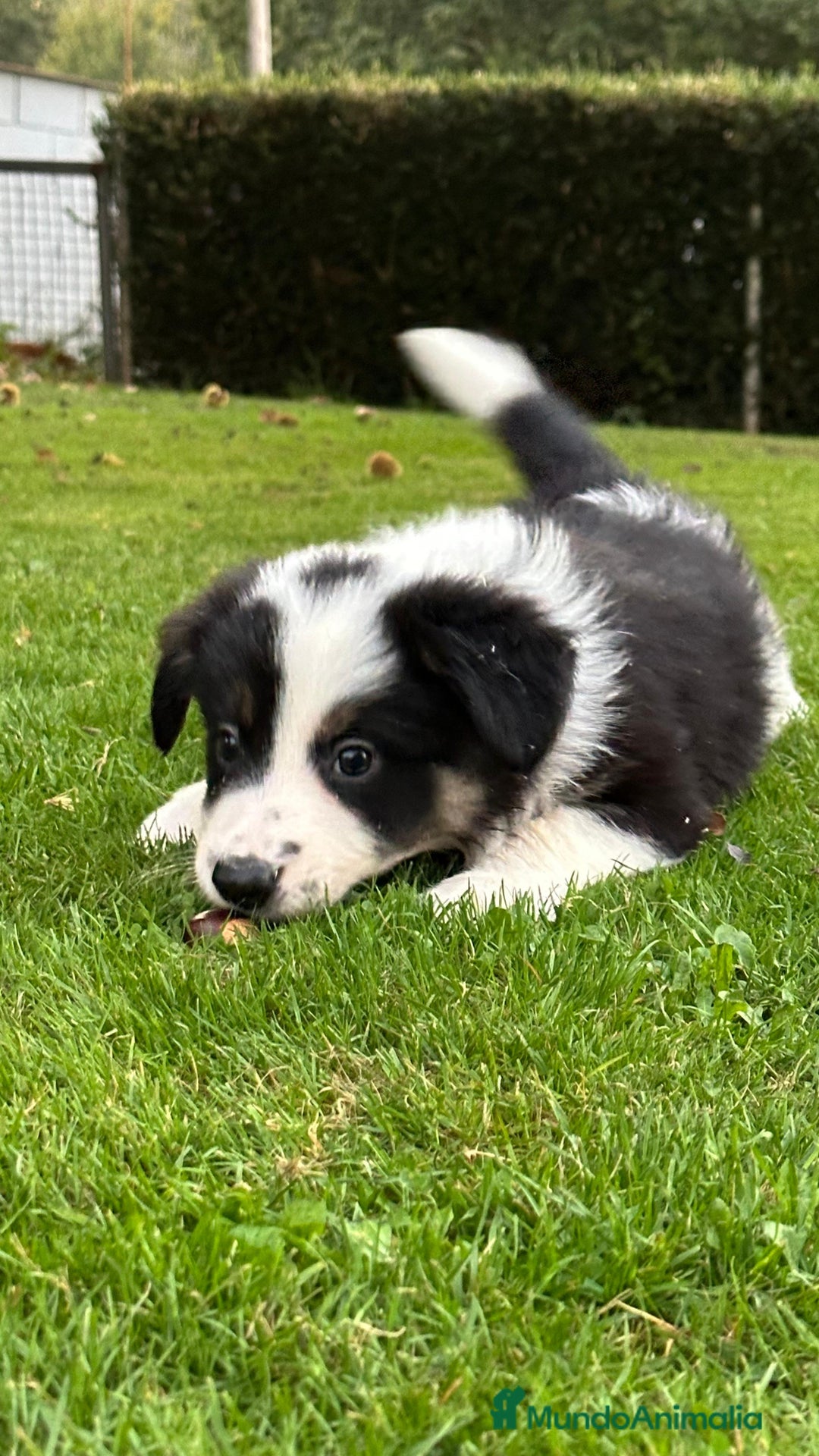 Border Collie perros en venta: Border collie tricolor  - Imagen 2