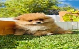 Pomerania perros en venta: POMERANIA MACHO - Imagen 13