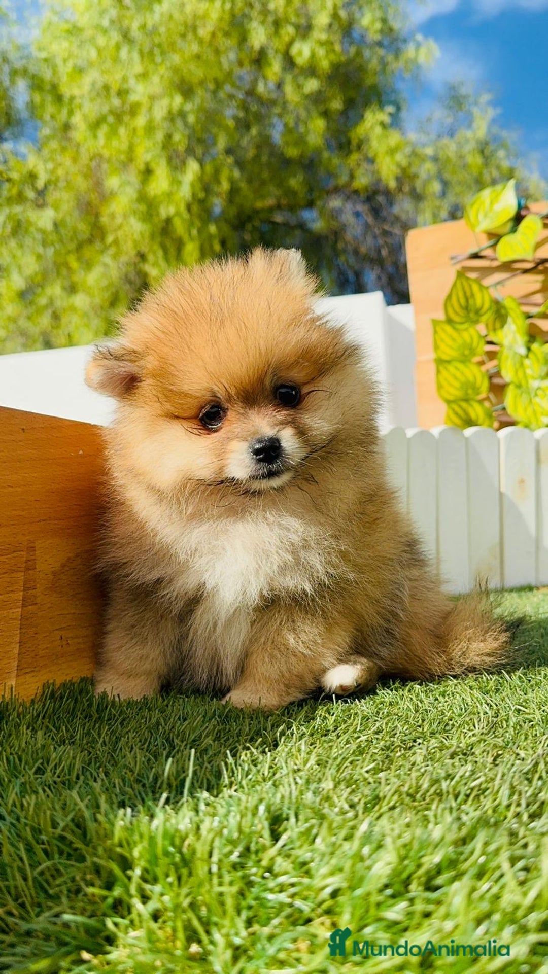Pomerania perros en venta: POMERANIA MACHO - Imagen 13