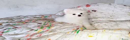 Pomerania perros en venta: POMERANIA MACHITO CHIQUITÍN  - Anuncio 2