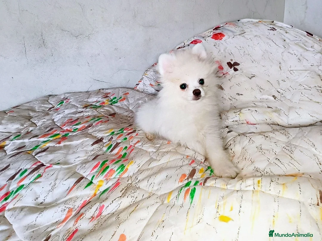 Pomerania perros en venta: POMERANIA MACHITO CHIQUITÍN  - Anuncio 2