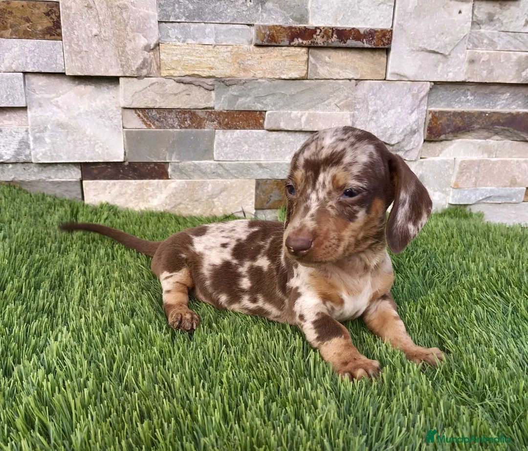 Teckel Miniatura perros en venta: Cachorro de Teckel arlequín chocolate  - Anuncio 1