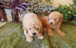 Caniche Toy perros en venta: CANICHE CALIDAD Y SELECCIÓN  - Imagen 7