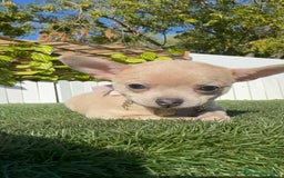 Chihuahua perros en venta: CHIHUAHUA HEMBRA - Anuncio 22