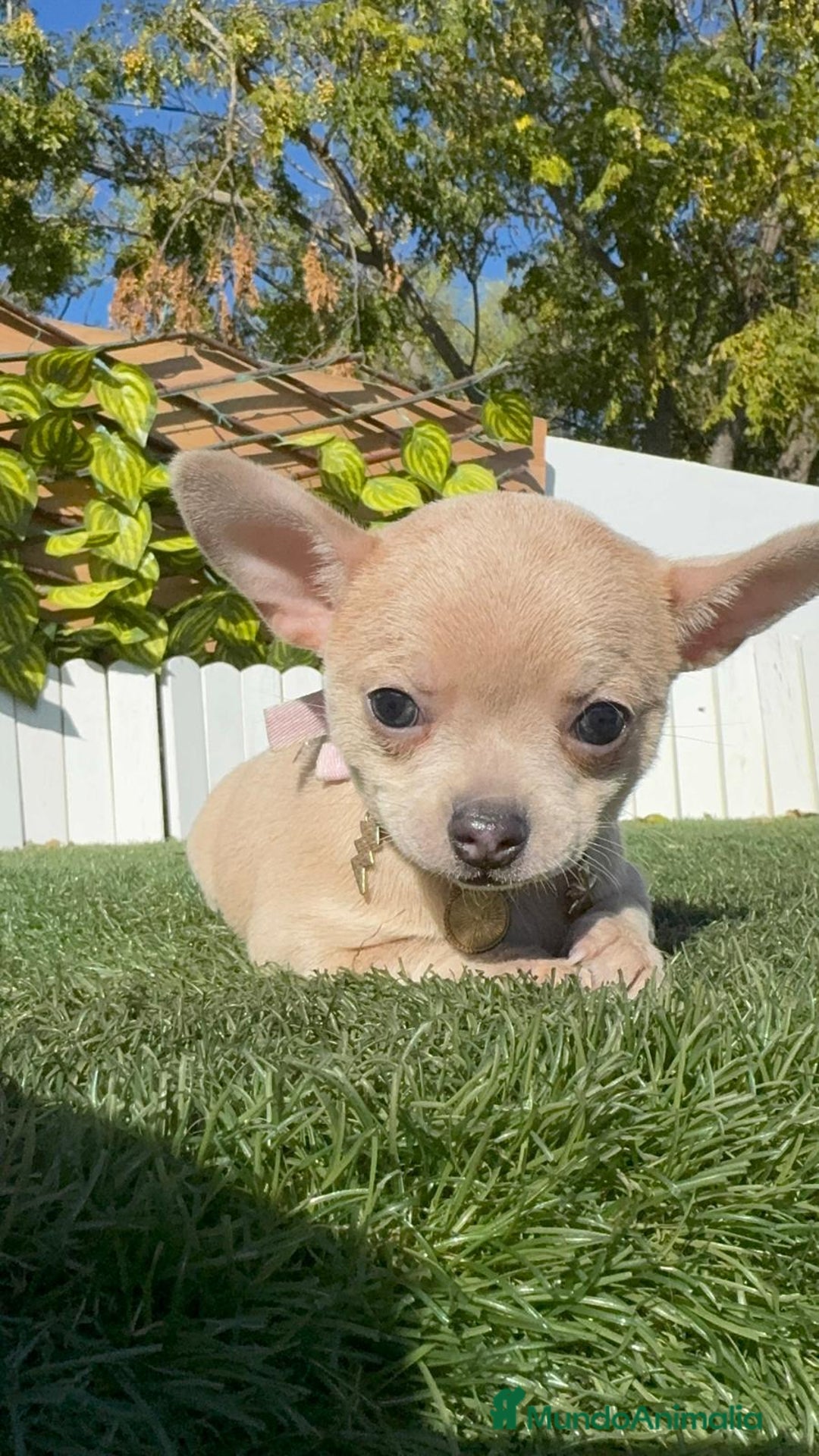 Chihuahua perros en venta: CHIHUAHUA HEMBRA - Anuncio 22