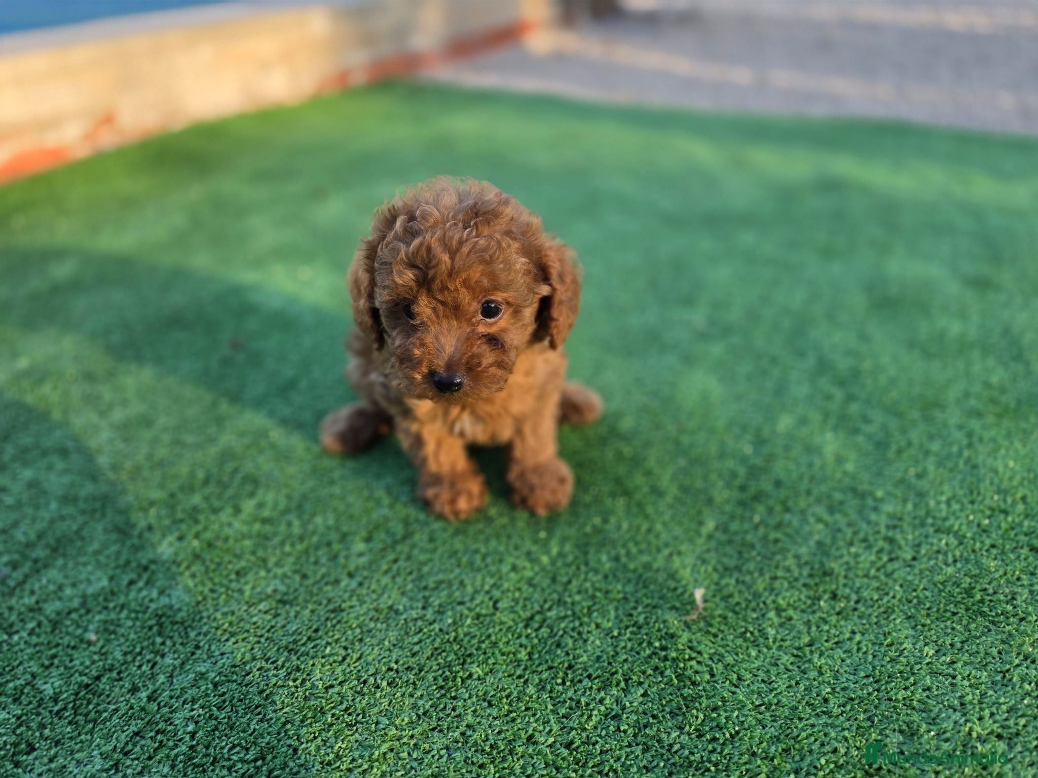 Caniche Toy perros Caniche toy - Anuncio 1