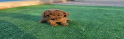 Caniche Toy perros en venta: Caniche toy - Anuncio 1