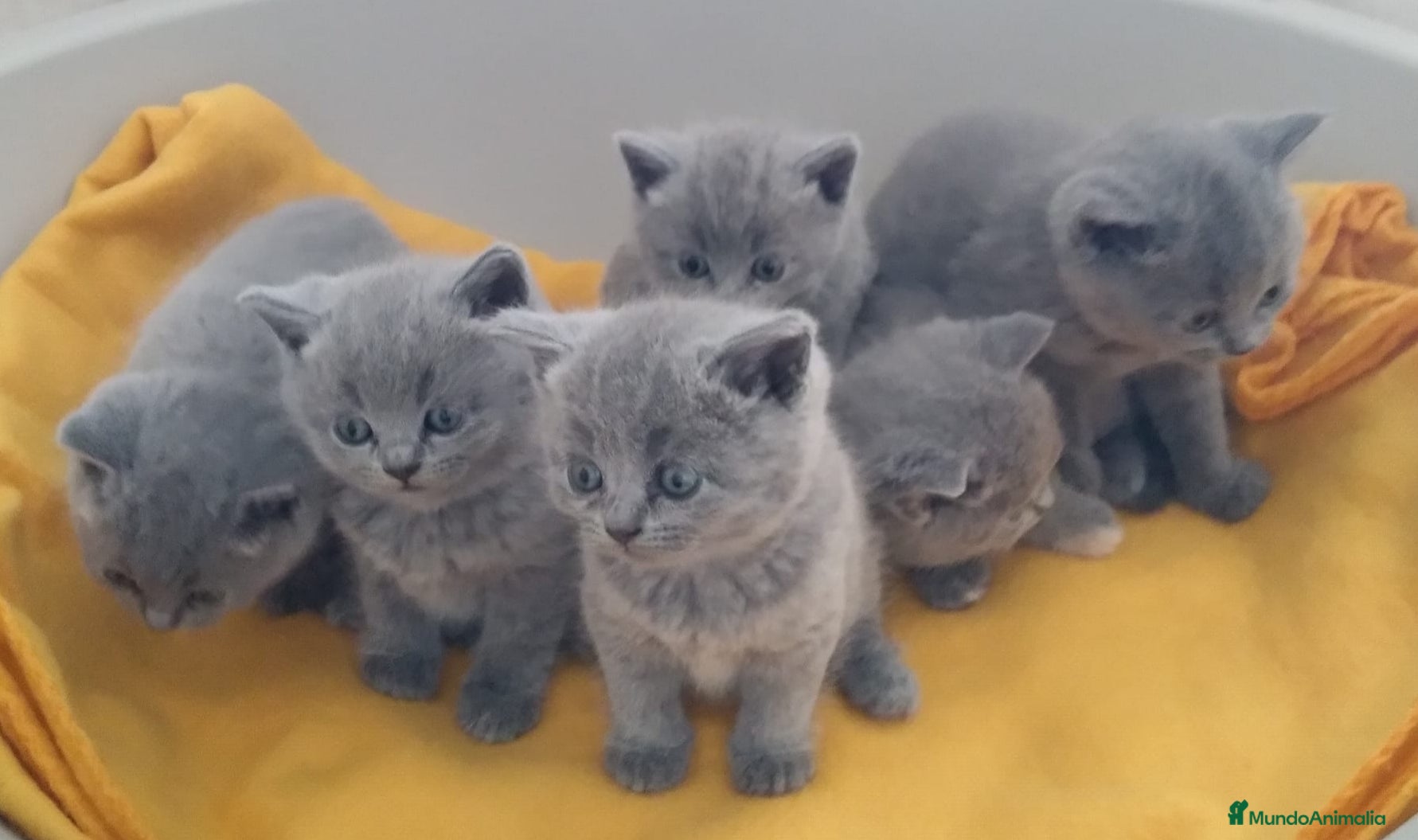 Británico de Pelo Corto Azul gatos British Shorthair Preciosos - Anuncio 20