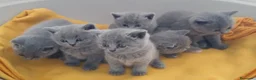 Británico de Pelo Corto Azul gatos en venta: British Shorthair Preciosos - Anuncio 5