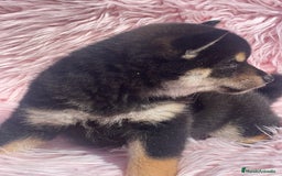Shiba Inu perros en venta: Shiba inu negra fuego  - Imagen 6