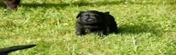 Labrador Retriever perros en venta: Cachorros de Labrador Retriever Negros - Anuncio 21