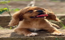 Cavalier King Charles Spaniel perros en venta: Cavalier rubi  - Imagen 2