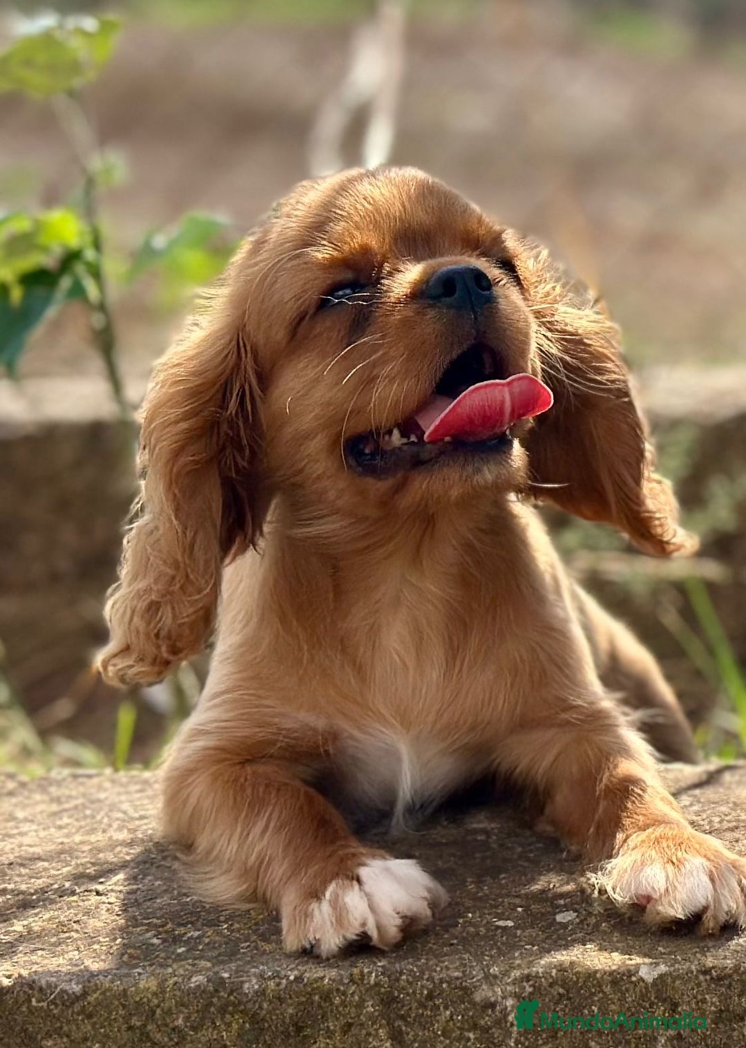 Cavalier King Charles Spaniel perros en venta: Cavalier rubi  - Imagen 2