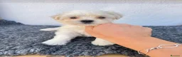 Bichón Maltés perros en venta: Cachorros de maltes - Anuncio 4