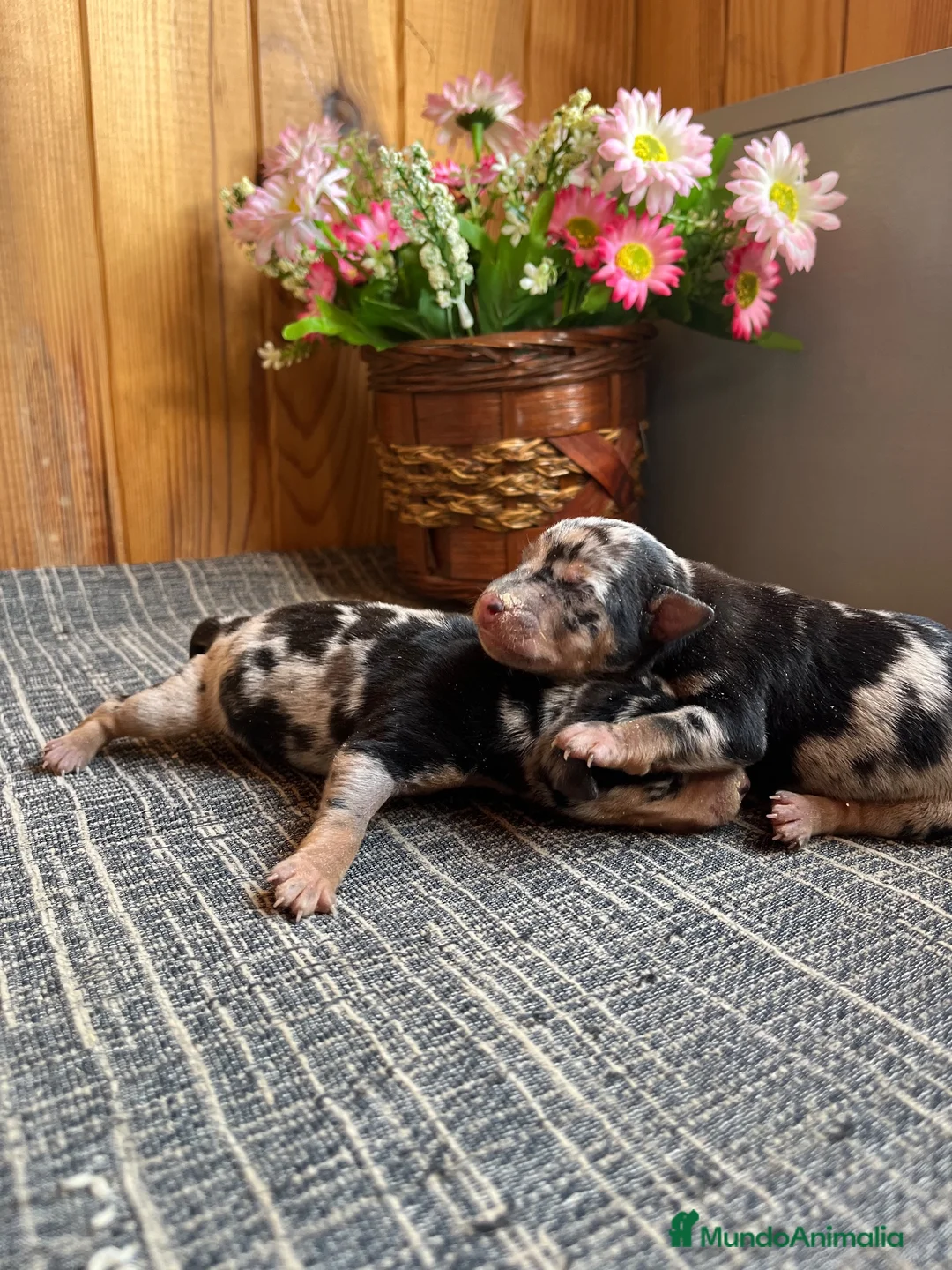 Pinscher Miniatura perros en venta: Pinscher Miniatura Cachorros Merle  - Anuncio 2