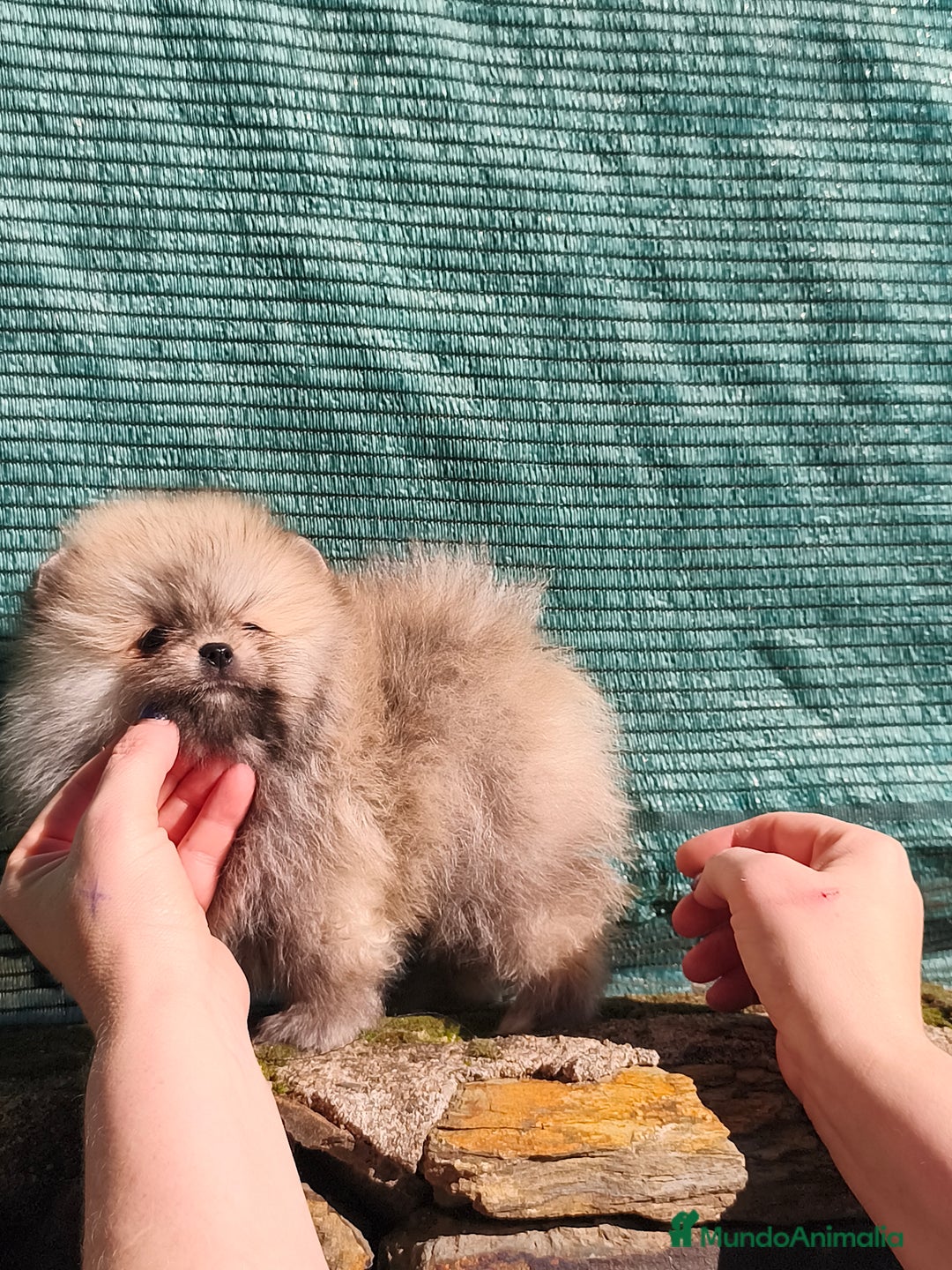 Pomerania perros en venta: Pomerania mini Masdrid,CACERES  - Anuncio 3
