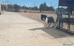 Akita Americano perros en venta: Akita americano  en Alicante - Imagen 2