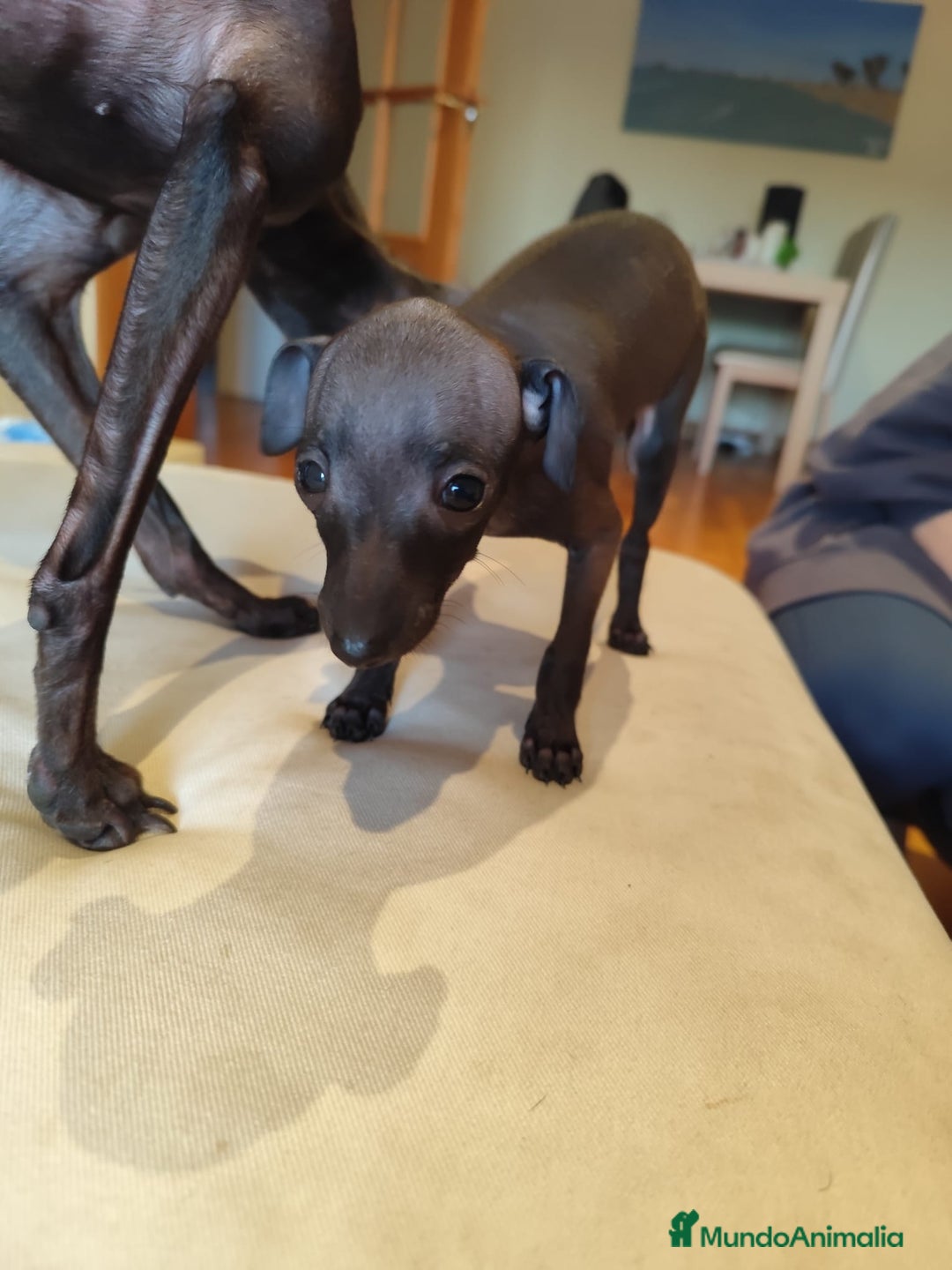 Pequeño Lebrel Italiano perros en venta: Lebrel italiano  - Anuncio 1