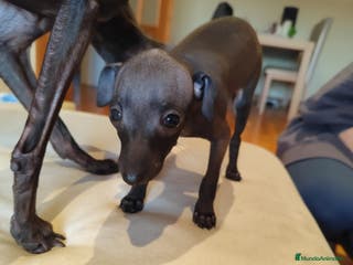 Pequeño Lebrel Italiano perros Lebrel italiano - Anuncio 1