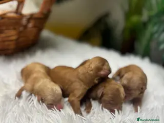 Caniche Toy perros CANICHE TOY - Anuncio 1