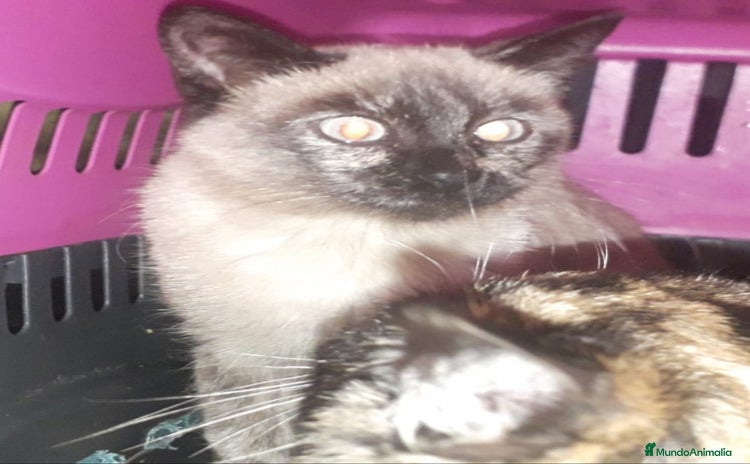 Siamés gatos ADOPCION Gatito siames 3 meses - Anuncio 2