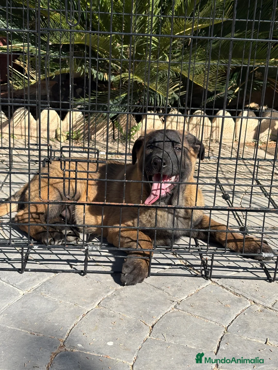 Pastor Belga Malinois perros en venta: Disponible macho opción a pedigree - Anuncio 2