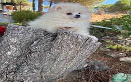 Pomerania perros en venta: Pomerania lista para conocer su nueva familia - Imagen 1