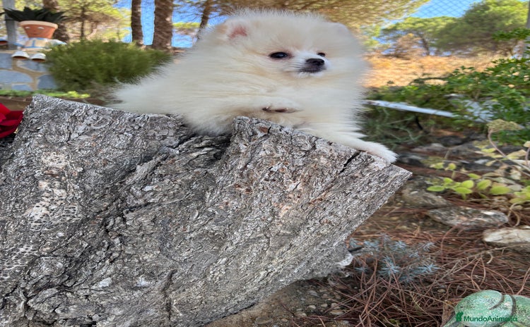 Pomerania perros - Anuncio 2