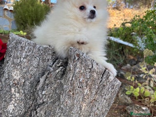 Pomerania perros - Anuncio 28