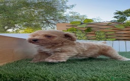 Caniche Toy perros en venta: CANICHE TOY MACHO - Imagen 18