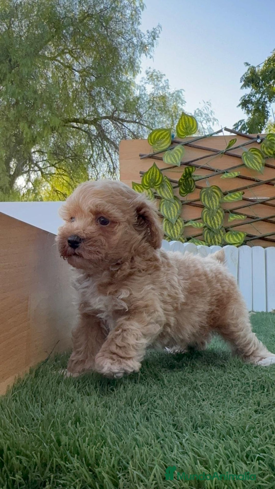 Caniche Toy perros en venta: CANICHE TOY MACHO - Imagen 18