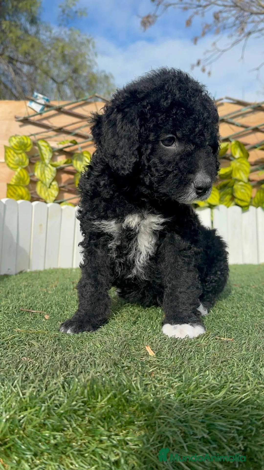 Perro de Agua Español perros en venta: PERRO DE AGUA ESPAÑOL-LISTO PARA ENTREGAR - Anuncio 14