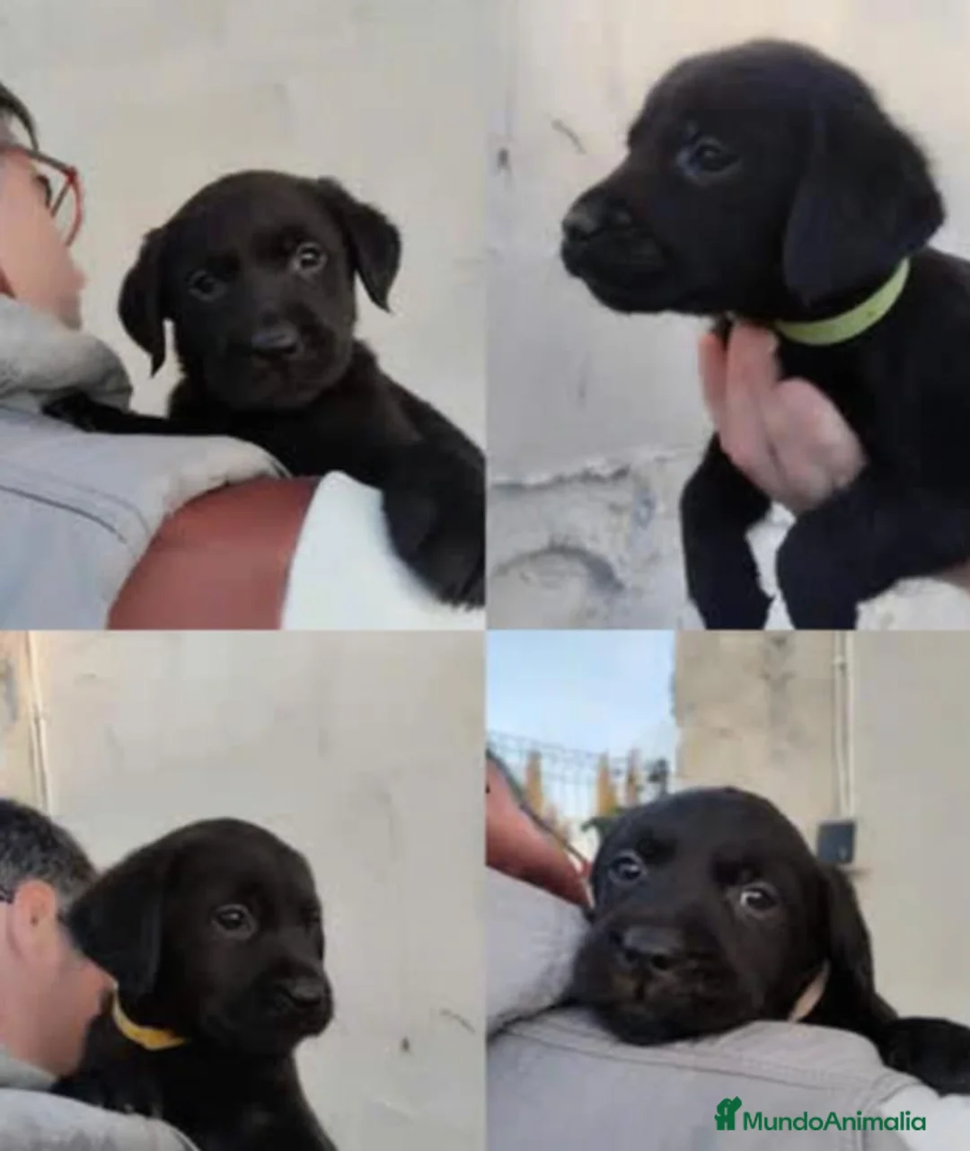 Labrador Retriever perros en venta: Labrador Retriever - Anuncio 5